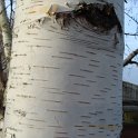 Betula maximowicziana ecorce